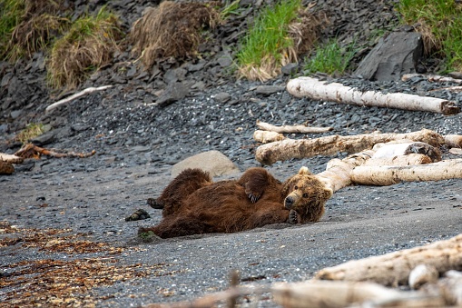 Adult female brown bear rolling on beach in Katmai National Park, Alaska.