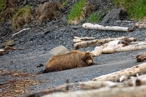 Female brown bear sleeping among driftwood on beach in Katmai National Park, Alaska.