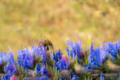 Bugle wildflower macro