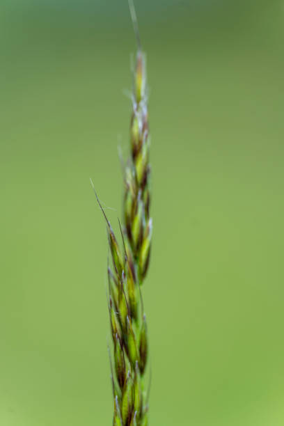 Wild grasses against a green background.
