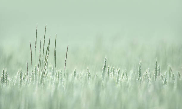 Timothy Grass or Meadow Cat's-Tail ( Phleum Pratense )
