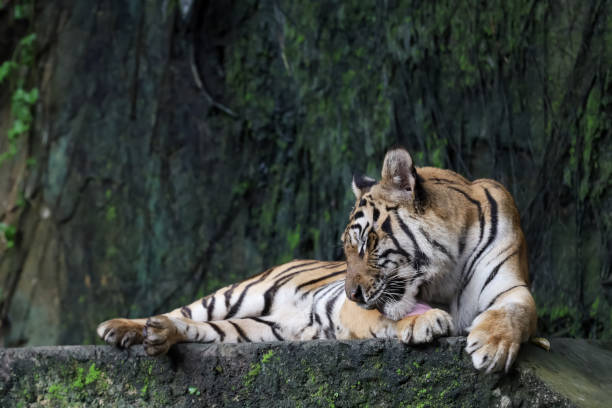 istock Close up Indochinese tiger is sleep and rest 1616721977