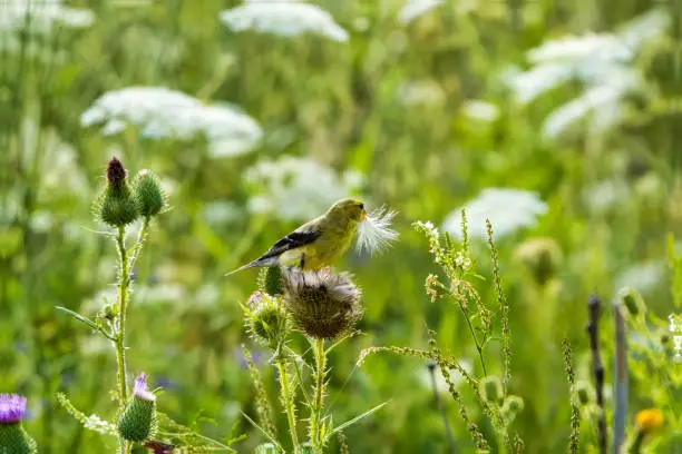 Aermican Goldfinch eating the seeds of Milk Thistle in Lynde Shores Conservation Area in Ontario, Canada