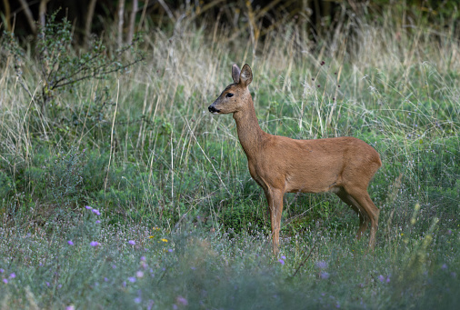 Beautiful female roe deer (Capreolus capreolus) standing in a meadow.