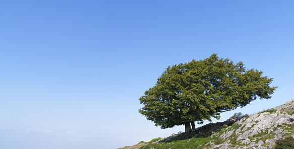 lonely tree with blue sky, Aralar, Navarre