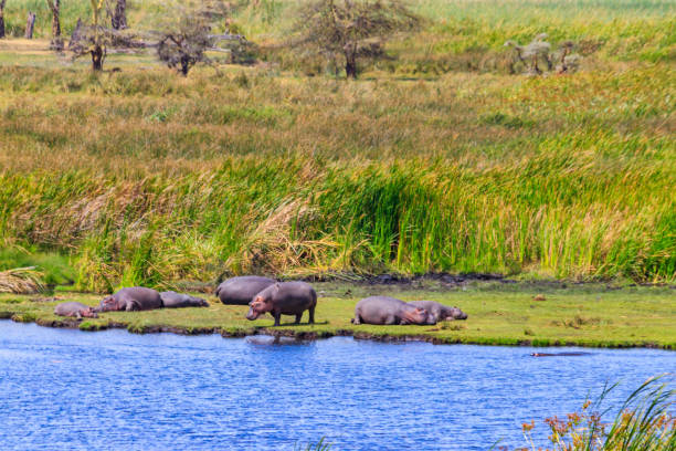 groupe d’hippopotames (hippopotamus amphibius) couchés sur les rives d’un lac dans le parc national du cratère du ngorongoro, en tanzanie - lake volcano volcanic crater riverbank photos et images de collection