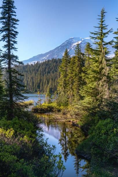 istock Vertical of Mount Rainer National Park in Washington 1616753871