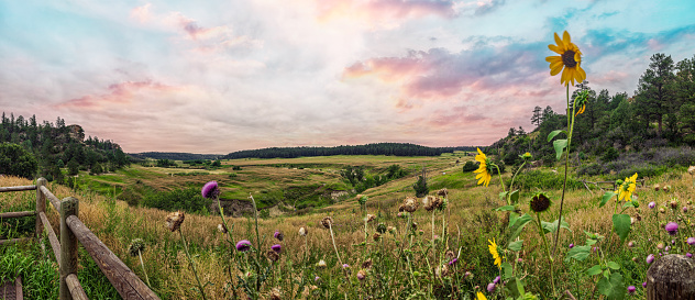 Fireweed Flowers are blooming in the carpathian forest