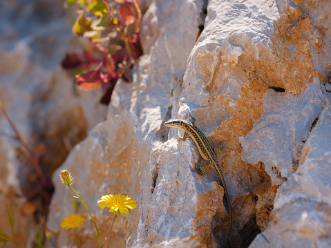 Small rock lizard sun-basking on a rock in the morning near flowers.