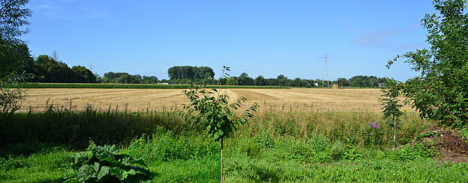 Panorama view of an agriculture land where the  grain has been harvested and transported away for selling