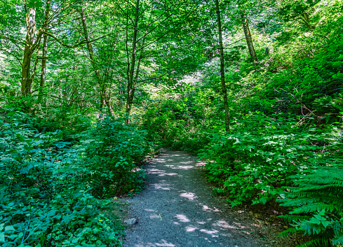 A trail at Dash Point State Park in summer. Located in Washington State.