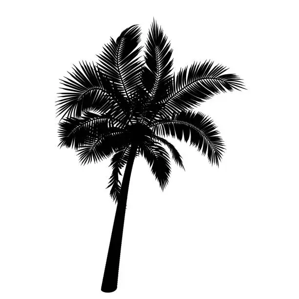 Vector illustration of Shape of straight coconut palm tree.