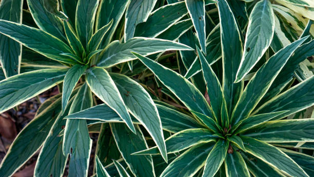 istock Echium candicans, the Pride of Madeira plant 1616845175