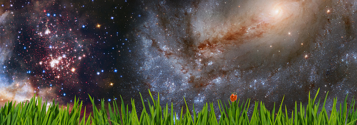 Image of green grass with a ladybug sitting on a non-ladybug against the background of a starry cosmic sky