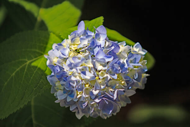 istock Blooming Along the Track 1616868243