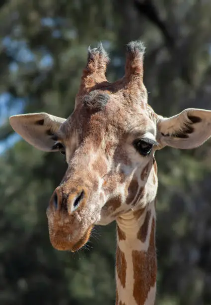 Photo of Giraffe