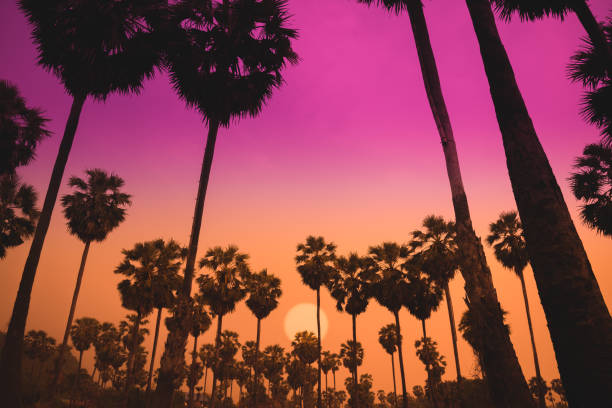 istock Silhouette of sugar palm trees in sunrise. 1616881665