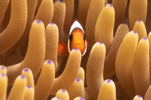 istock Clownfish in an anemone 1616886361