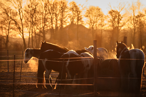 horses in a paddock in the morning light