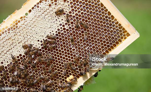 Bees Foto de stock y más banco de imágenes de Abeja - Abeja, Ala de animal, Alimentar