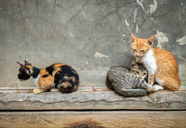 istock three kittens are sitting on a wooden block 1616905081