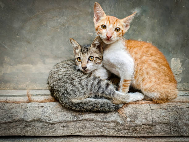 istock very cute two kittens being spoiled on a wooden block 1616905615