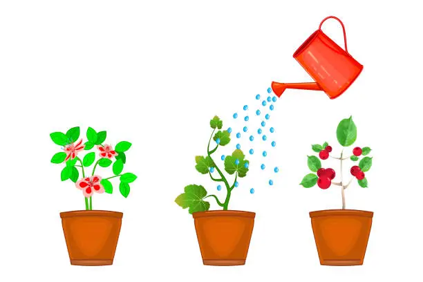 Vector illustration of Watering can and plants in pot. Flowers are watered from watering can.