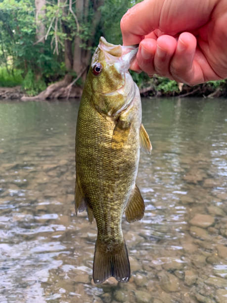 istock Smallmouth Bass (Micropterus Dolomieu) 1616925646