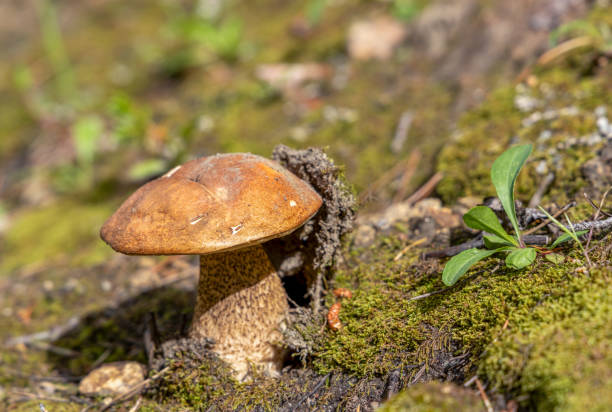 istock Orange-cap boletus in the summer forest 1616935396