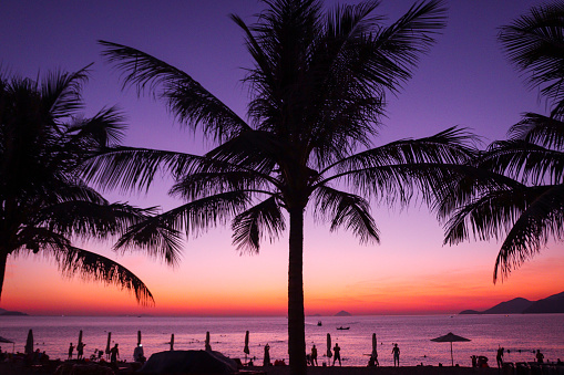 Dramatic Purple sky and ocean with Palm trees