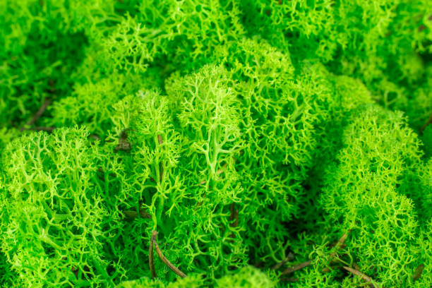 istock Close-up light green stabilized moss. Modern eco clean decor reindeermoss lichen. 1616938006