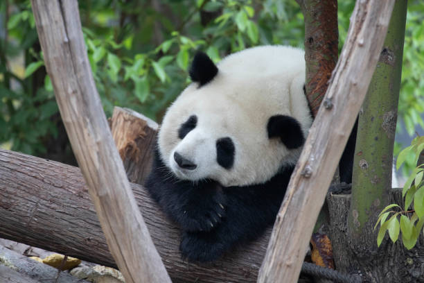 istock Close up Giant Panda in Chengdu Panda Base, SiChuan, China 1616948328