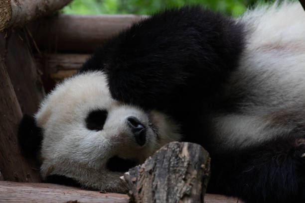 istock Close up Giant Panda in Chengdu Panda Base, SiChuan, China 1616948333
