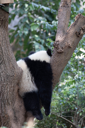 funny pose of little panda sleeping on the Tree