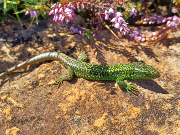 istock Iberolacerta monticola, spanish rocky lizard, Galicia Cape Ortegal 1616948398