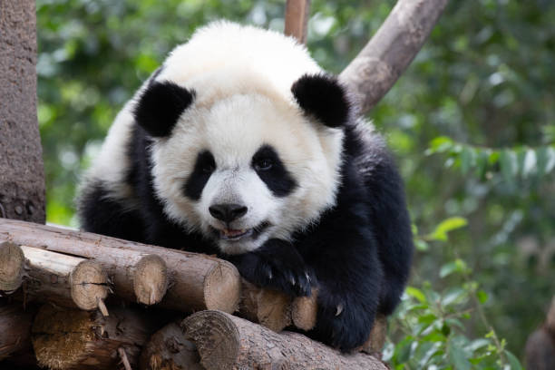 istock Close up Giant Panda in Chengdu Panda Base, SiChuan, China 1616948407