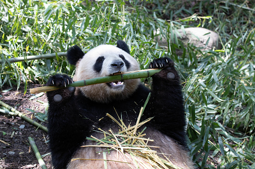 Funny pose of chubby panda eating bamboo stem