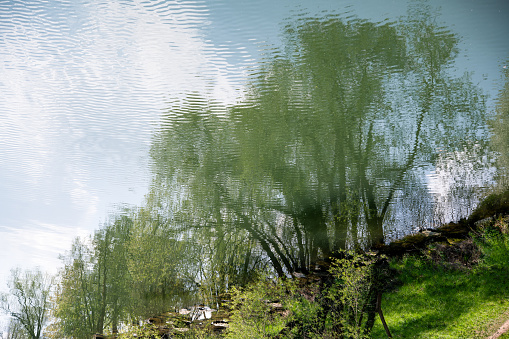 Ecological concept of green lifestyle. Natural landscape. A beautiful exotic tree standing in the water. Blue sky with white clouds. A tree in the water. Clean pond