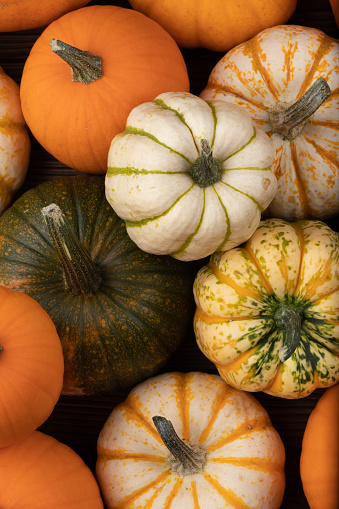 Large pumpkins in autumnal morning sunshine in a field