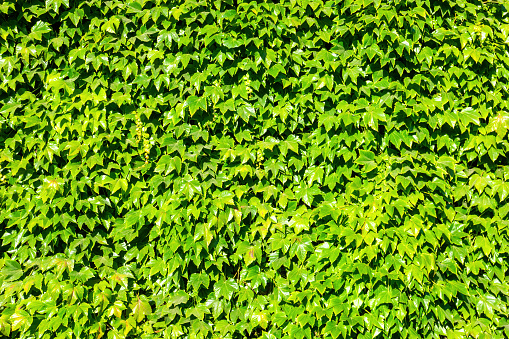 Living Green Wall, Natural Background