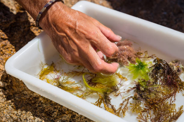 Man's hand on a tray with seaweed for study.