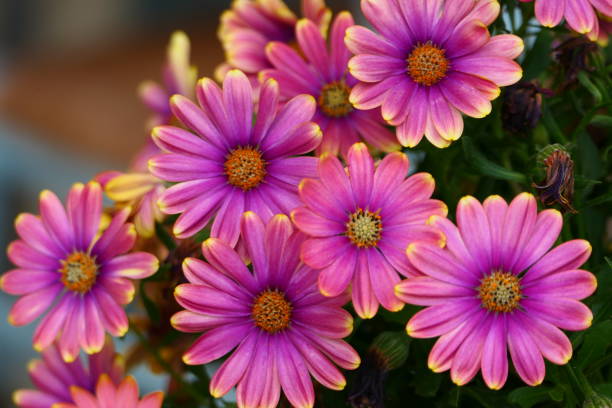 istock Osteospermum, Methoni, Messenie, Peloponnese, Greece 1617008929