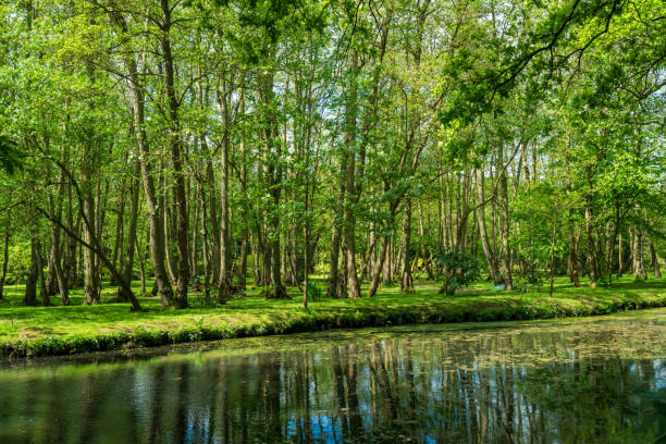 istock Fairhaven Woodland & Water Garden 1617020201
