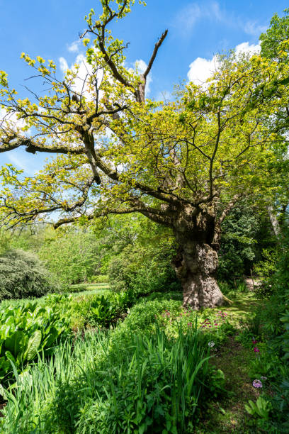 istock Fairhaven Woodland & Water Garden 1617020204