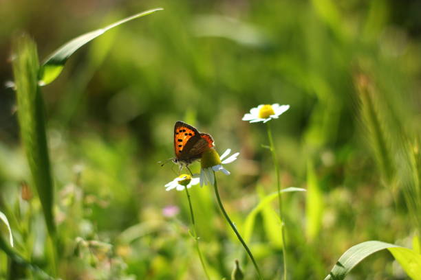istock Spotted copper butterfly and daisies 1617027600