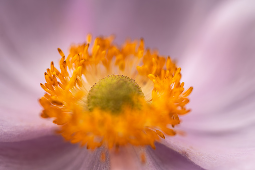 Pistil Of A Blooming Japanese Anemone On A Sunny Morning