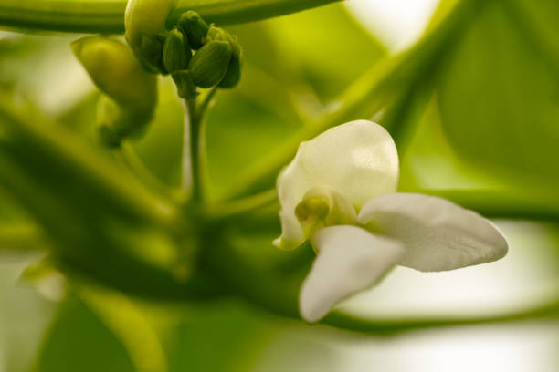 Flower And Buds On A Bean Bush In Our Garden
