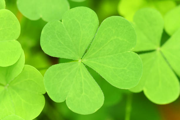 istock Green three-leaved shamrocks (Oxalis acetosella). Wood sorrel background. 1617036596