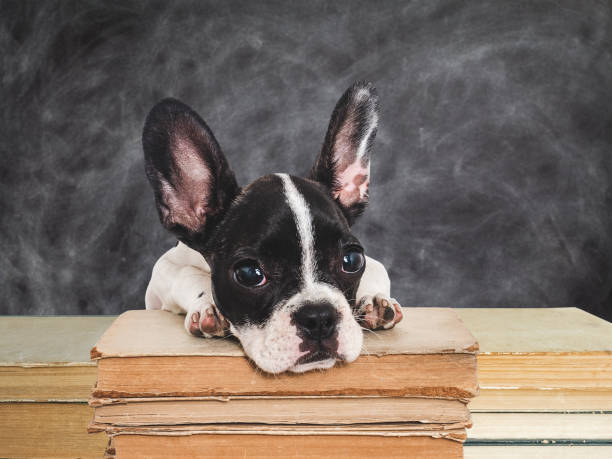 милый щенок и старые книги на фоне классной доски - экзамен уха стоковые фото и изображения
