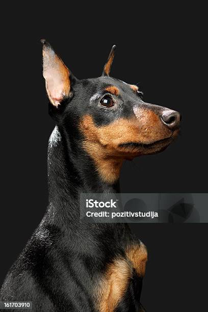Miniature Pinscher Puppy Stock Photo - Download Image Now - Animal, Beauty, Black Color